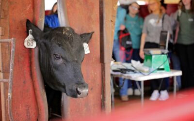 Hinds CC Ag Expo showcases vet tech, drone and cattle programs for high schoolers